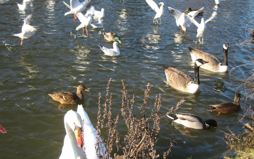 R8: La biodiversité urbaine, P. Clergeau
