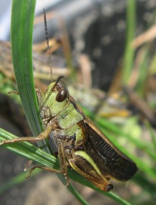 Stauroderus_scalaris_male (c) Ibanez