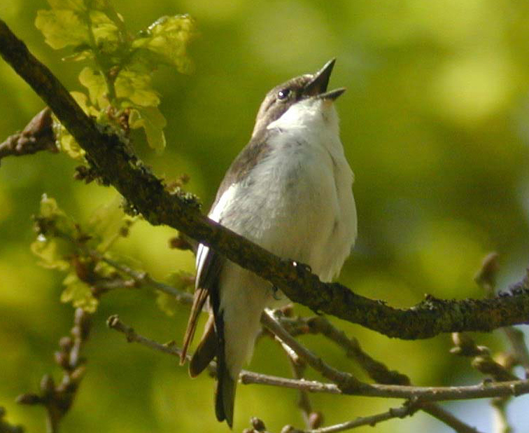 R22 : Les oiseaux et la biodiversité face au réchauffement climatique, par R. Julliard et F. Jiguet