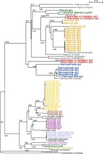 Figure 6. Arbre phylogénétique selon l´analyse de gène CO1 des Homoscleromorpha collectées lors de la thèse en cours (individus en couleur). En noir, séquences téléchargées depuis Genbank.