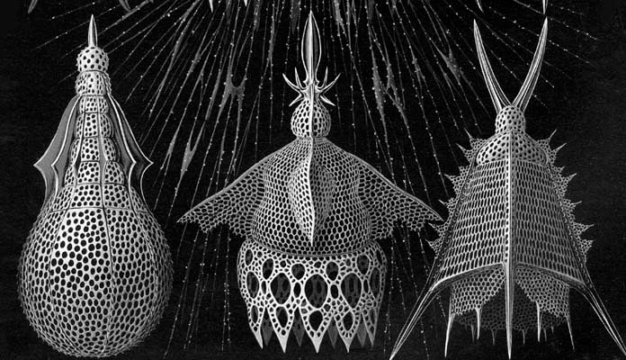 Ernst Haeckel: Art forms in Nature/Kunstformen der Natur, Leipzig und Wien (1904); Lithography; Plate 31: Cyrtoidea – Flaschenstrahlinge. From left to right: Stichophaena bitteriana, Phormocampidae; Dictyocodon annasethe, Podocyrtidae; Artopilium elegans, Stichocyrtidae