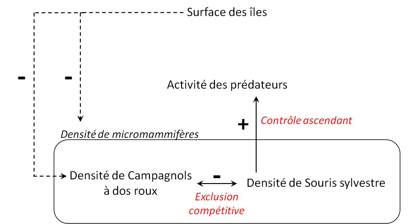 Figure 6. Schéma récapitulatif des principales relations mise en évidence dans le cadre de cette étude. Le sens des flèches symbolise l'action d'un premier compartiment (point de départ) sur un second compartiment (point d'arrivée). Les flèches pleines représentent les relations significatives et les flèches en pointillés représentent les tendances non-significatives. Enfin les signes "+" et "-" symbolisent le sens de la relation.