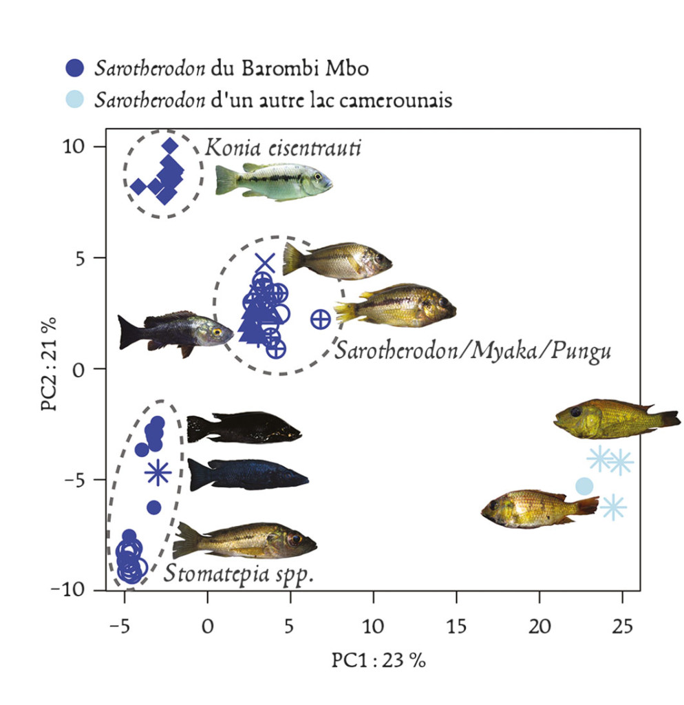 Fig. 3 : Spéciation écologique chez des cichlidés lacustres ? Le lac volcanique Barombi Mbo, d’origine récente, abrite une guilde de poissons écologiquement et morphologiquement différenciés bien que très proches et appartenant au même genre. Cet “essaim d’espèces”, ainsi que celui d’autres lacs similaires, a souvent été pris comme exemple emblématique de spéciation rapide à partir d’une espèce fondatrice unique. Cette figure représente l’éloignement génétique de trois groupes d’espèces du lac relativement à deux espèces du même genre prélevées ailleurs au Cameroun. Dans l’hypothèse d’une différenciation purement sympatrique et sans apport génétique extérieur, ces groupes devraient se différencier dans des directions indépendantes et de manière équidistante par rapport au groupe exté-rieur, ce qui n’est manifestement pas le cas dans cette analyse réalisée sur plusieurs milliers de mar-queurs dispersés dans le génome. Il faut donc faire appel à des scénarios plus compliqués d’hybridation et d’échanges génétiques entre pools géniques préalablement différenciés pour expliquer cette différen-ciation “intra-lac”, ou au moins son initiation (d’après Martin et al. 2015).