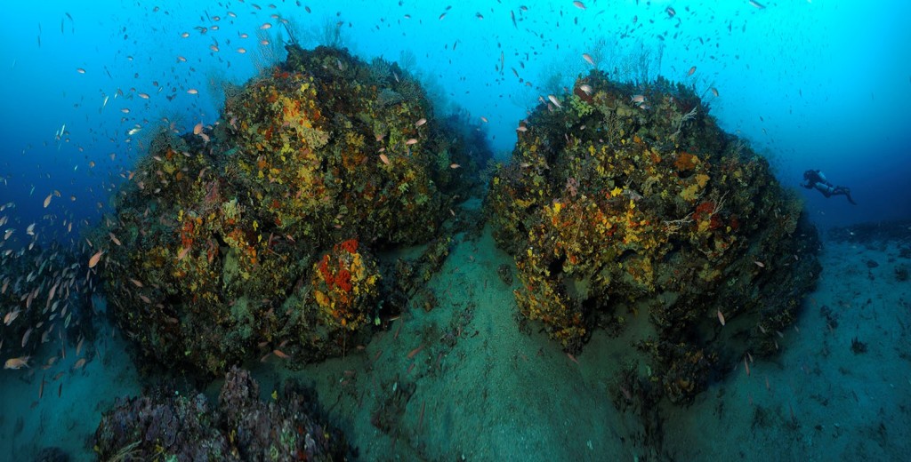 Figure 1 : Récifs coralligènes en forme de massifs au large de Fréjus (France)- © Laurent Ballesta