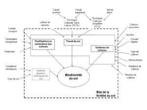 Figure 3 : Résumé des mécanismes par lesquels la biodiversité du sol est influencée par le système de culture.