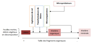 Figure 2 - Influence de chaque groupe fonctionnel sur la transformation de la litière en matière organique puis en matière minérale
