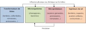 Relations entre les principaux groupes fonctionnels de la biodiversité du sol