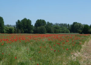 Réserve de Biosphère de Fontainebleau et du Gâtinais