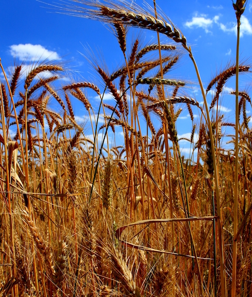 Champ de blé © Sébastien Barot Les pieds de blé sont en compétition pour la lumière et les ressources du sol. L'homme a sélectionné des variétés produisant la quantité optimale de racine et de surface foliaire pour optimiser la production de grains.
