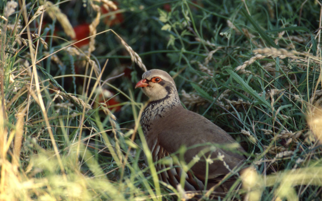 RO6 Agriculture, biodiversité et santé, par Michel Duru