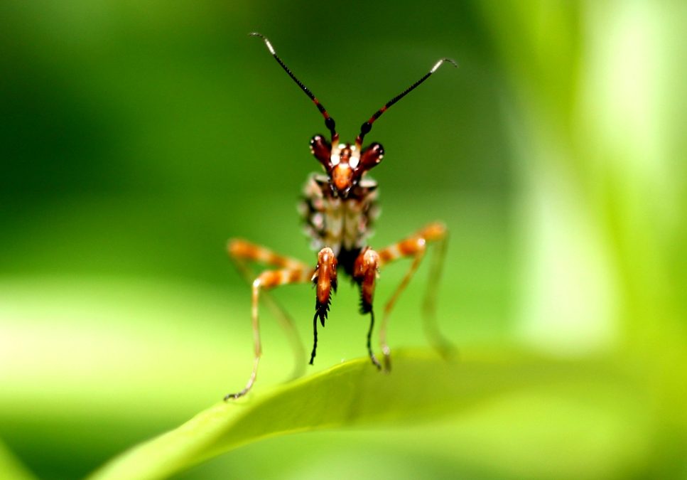 Call for climate and biodiversity from academic societies, initiated by SFE²