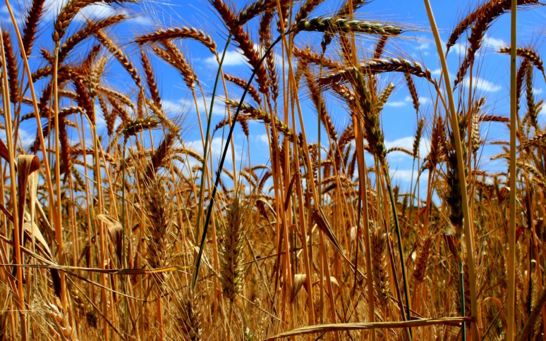 ro9 analyse de modeles d agriculture au prisme de la sante unique par m duru et al sfecologie org