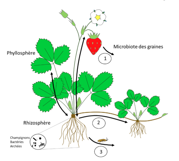 Figure 1 : Plante individuelle et ses microorganismes. Les microorganismes colonisent tous les compartiments de la plante (racine, feuille, tige, fruit). La rhizosphère correspond aux microorganismes associés à la surface extérieure de la racine, tandis que la phyllosphère correspond à ceux associés à la surface extérieure de la feuille. Au sein de chaque organe de la plante, des microorganismes sont aussi présents à l’intérieur des tissus (endosphère). Les flèches noires indiquent les transferts de microorganismes entre compartiments de la plante. Les microorganismes peuvent disperser d’une plante à une autre via les graines (1), par contacts entre racines ou croissance clonale (2), via des vecteurs externes (vent, eau, animaux) (3).